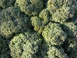 Image of Portuguese kale