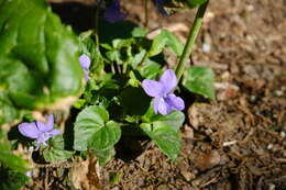 Image of sweet violet