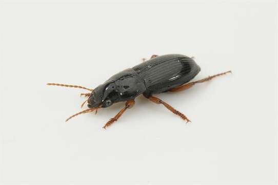 Image of Harpalus (Harpalus) latus (Linnaeus 1758)