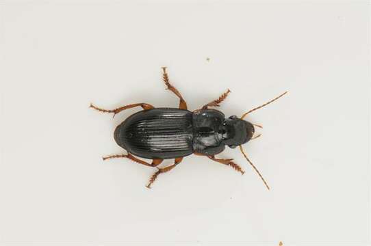 Image of Harpalus (Harpalus) latus (Linnaeus 1758)