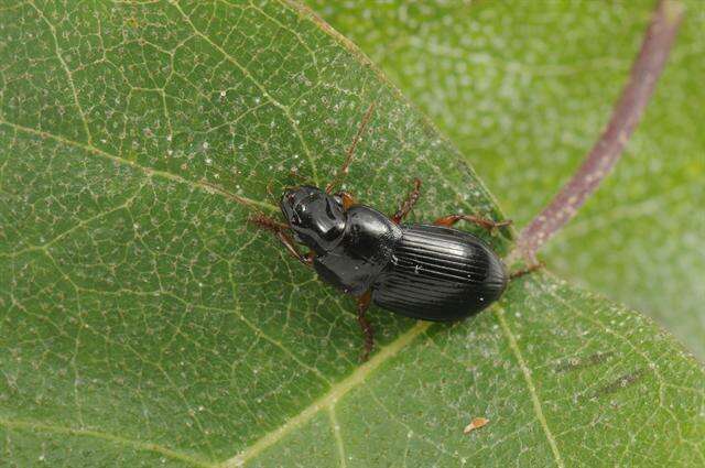 Image of Harpalus (Harpalus) latus (Linnaeus 1758)