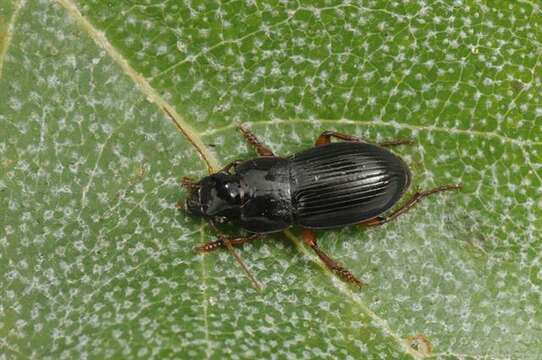 Image of Harpalus (Harpalus) latus (Linnaeus 1758)