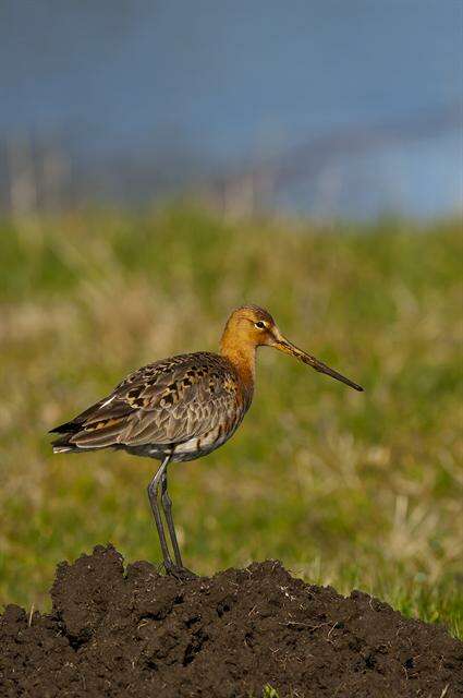 Imagem de Limosa Brisson 1760