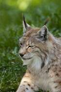 Image of Mexican bobcat