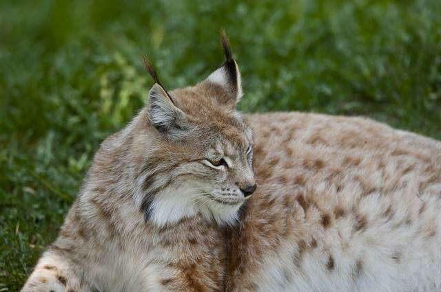 Image of Mexican bobcat