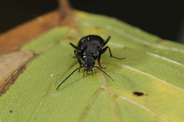 Image of Agonum (Europhilus) thoreyi Dejean 1828