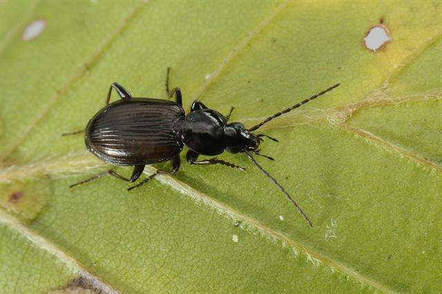 Image of Agonum (Europhilus) thoreyi Dejean 1828