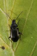 Image of Agonum (Europhilus) thoreyi Dejean 1828