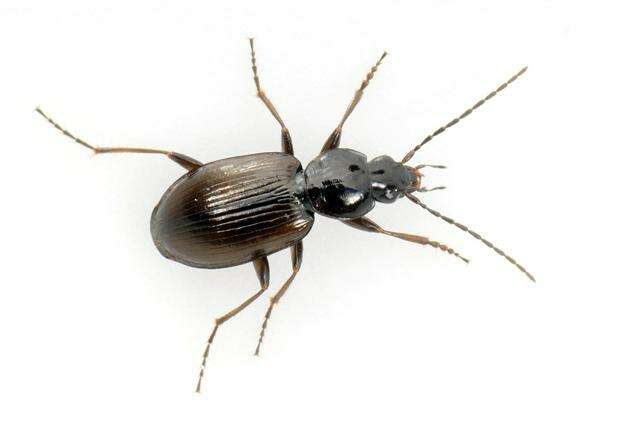 Image of Agonum (Europhilus) thoreyi Dejean 1828