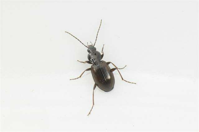 Image of Agonum (Europhilus) thoreyi Dejean 1828