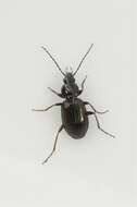 Image of Agonum (Europhilus) thoreyi Dejean 1828