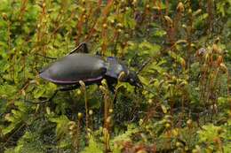 Image of Violet Ground Beetle