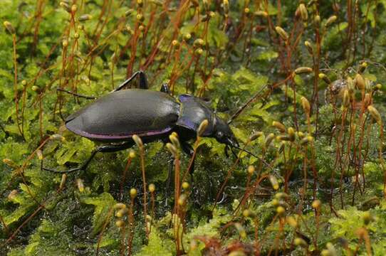 Imagem de Carabus (Megodontus) violaceus Linnaeus 1758