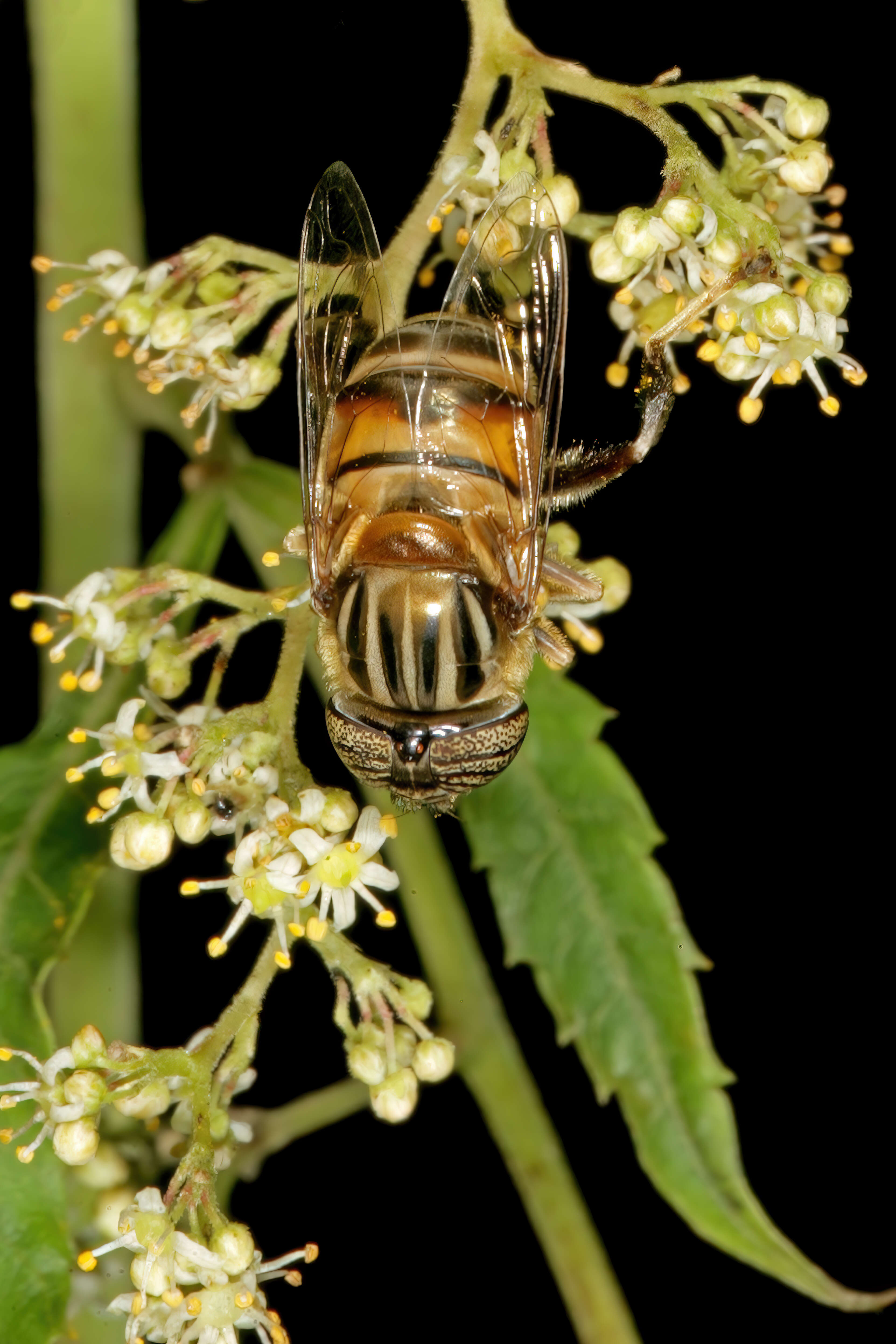 Image de Smodingium argutum E. Mey.