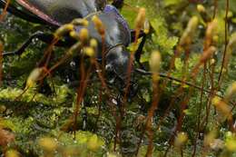 Image of Violet Ground Beetle