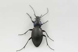 Image of Violet Ground Beetle