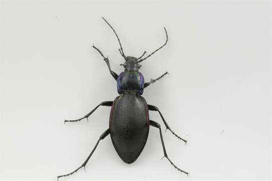 Imagem de Carabus (Megodontus) violaceus Linnaeus 1758