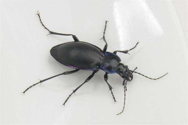 Image of Violet Ground Beetle