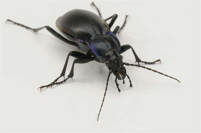 Image of Violet Ground Beetle