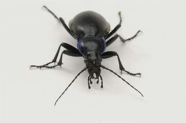 Image of Violet Ground Beetle