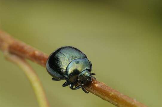 Imagem de Chrysolina