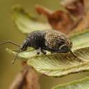 Image of Weevil