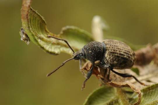 Image of Weevil