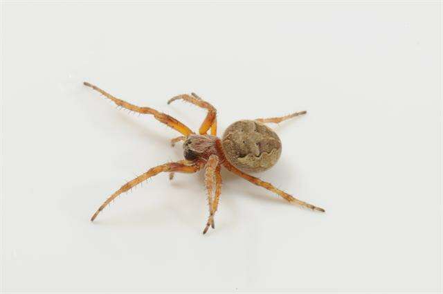 Image of Furrow spiders