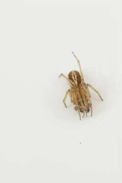 Image of Thickjawed Orb Weavers