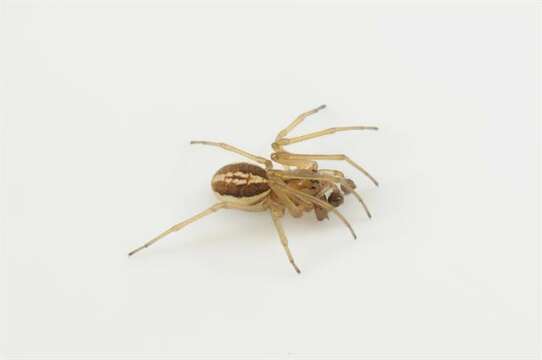 Image of Thickjawed Orb Weavers