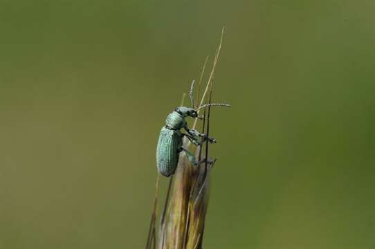 Plancia ëd Phyllobius