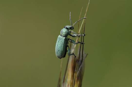 Plancia ëd Phyllobius