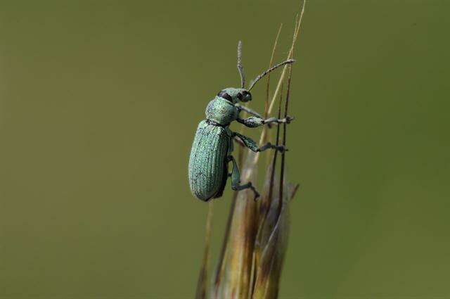 Plancia ëd Phyllobius