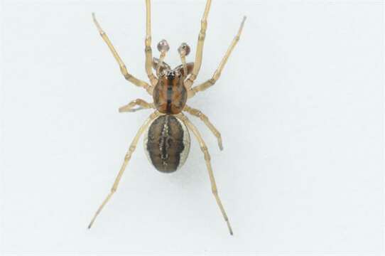 Image of Thickjawed Orb Weavers