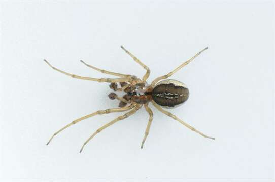 Image of Thickjawed Orb Weavers