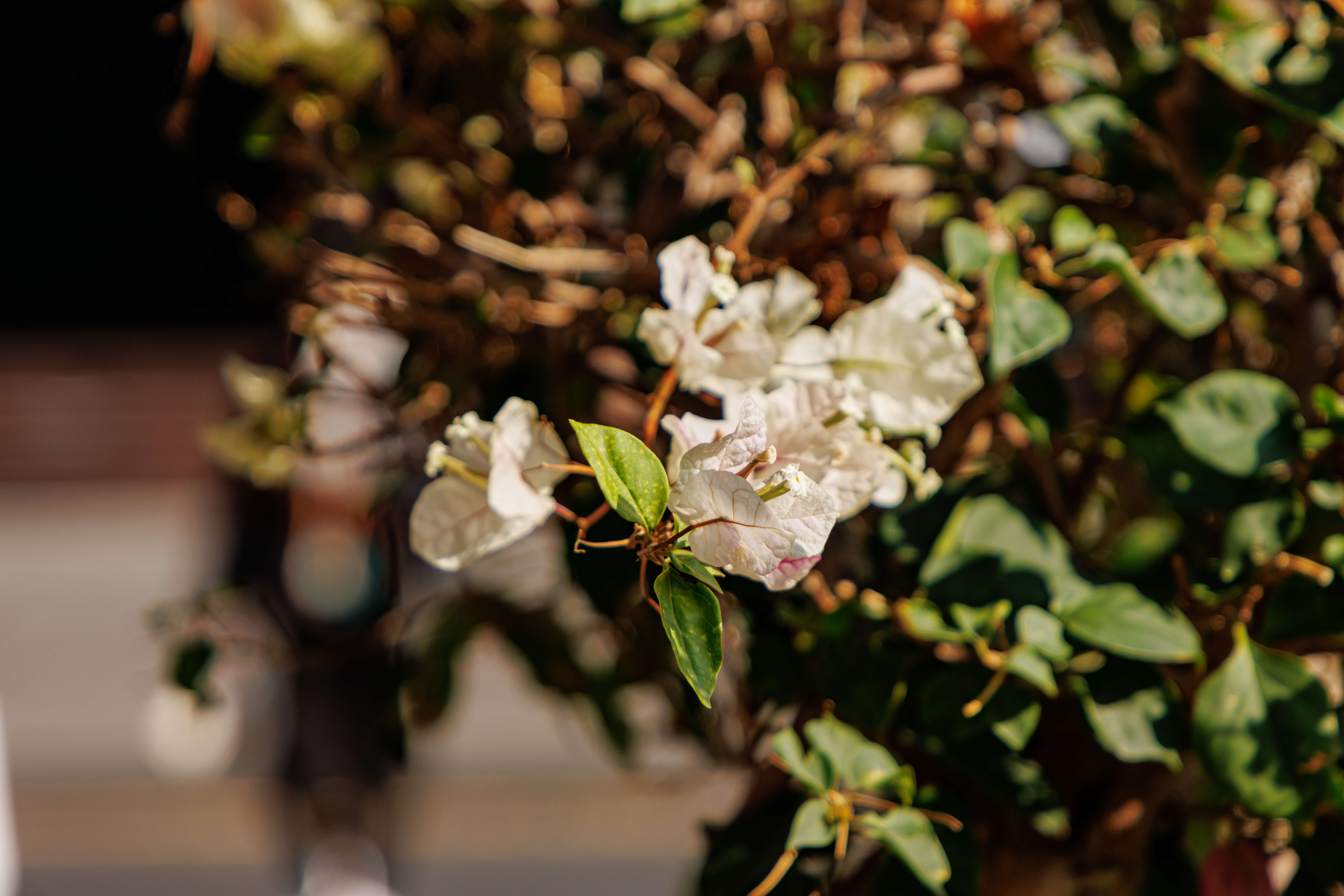 Слика од Bougainvillea