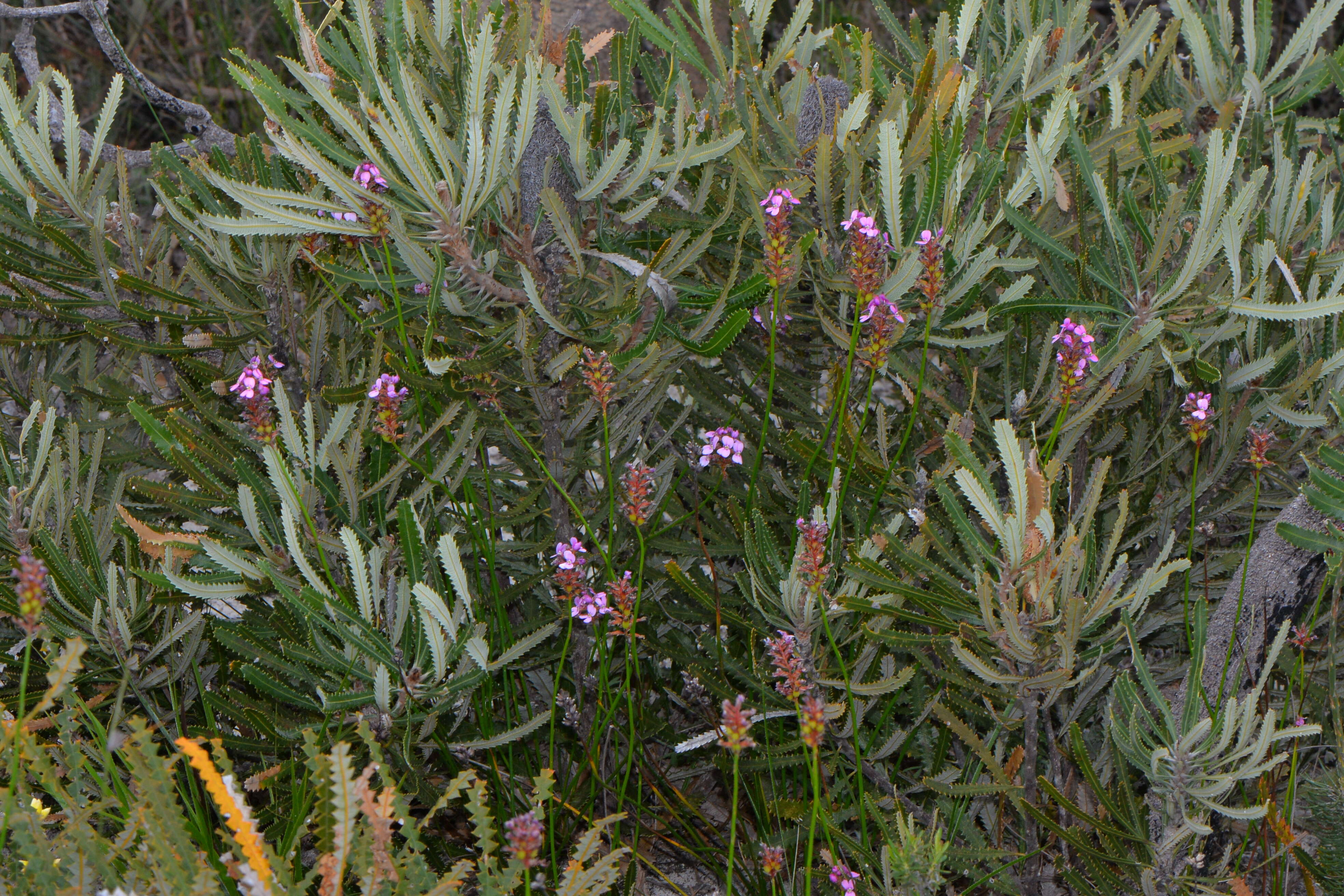 Image of Stylidium junceum subsp. junceum