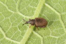 Image of rough strawberry root weevil