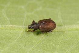 Image of rough strawberry root weevil