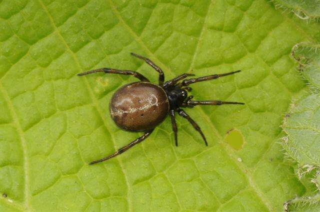 Image of Steatoda