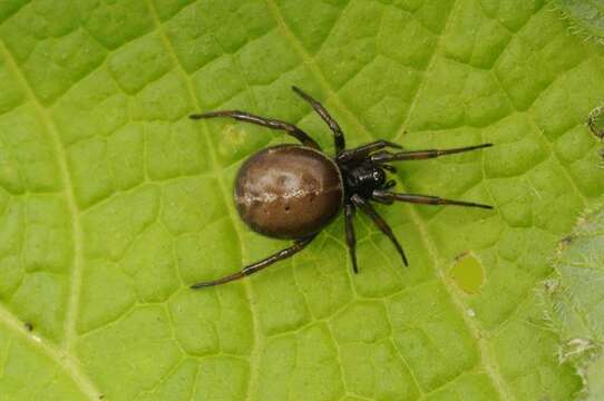 Слика од Steatoda