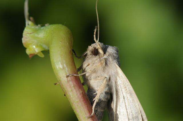 Image of Rhizedra