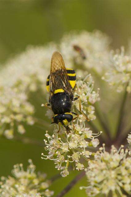 Image of Stratiomys