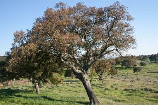 Image of Cork Oak