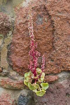 Image of navelwort