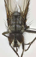 Image of root-maggot flies