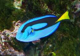 Image of Paracanthurus