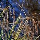 Imagem de Cyperus longus L.