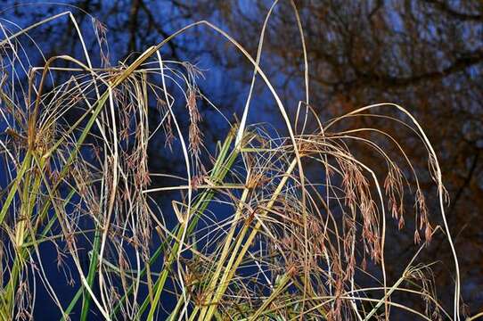 Cyperus longus L.的圖片