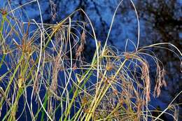 Imagem de Cyperus longus L.